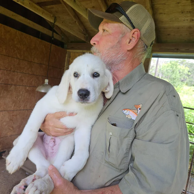 A baby large-sized male Akbash dog named Miracle Atx for adoption in Quinlan, TX