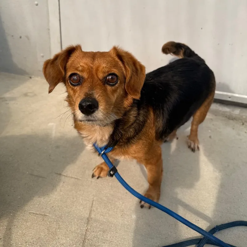 An adult small-sized female Brown / Chocolate Mixed Breed dog named Alissa for adoption in Naples, FL