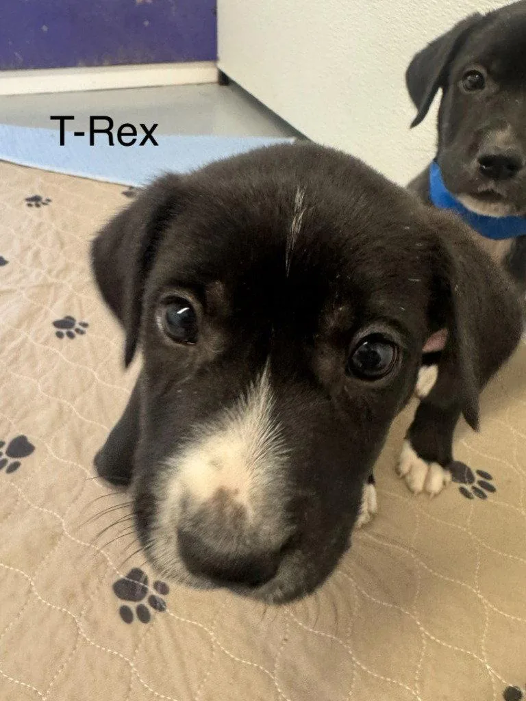 A baby medium-sized male Labrador Retriever dog named TRex for adoption in Saint George, UT