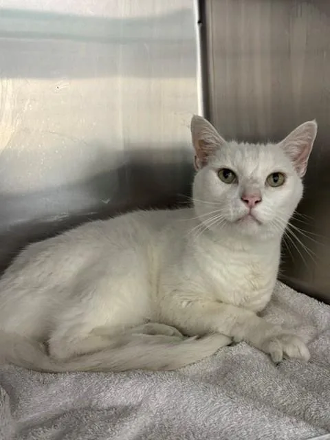 A young large-sized male Domestic Short Hair cat named Palmer for adoption in Naples, FL