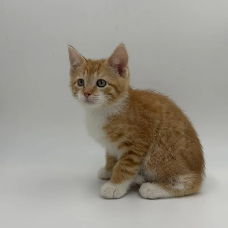 A baby medium-sized male Domestic Short Hair cat named Lock for adoption in State College, PA