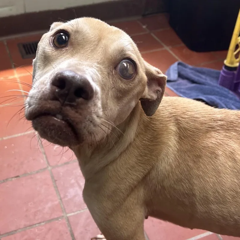 An adult medium-sized female Yellow / Tan / Blond / Fawn Pit Bull Terrier dog named Seraphina for adoption in West Point, MS