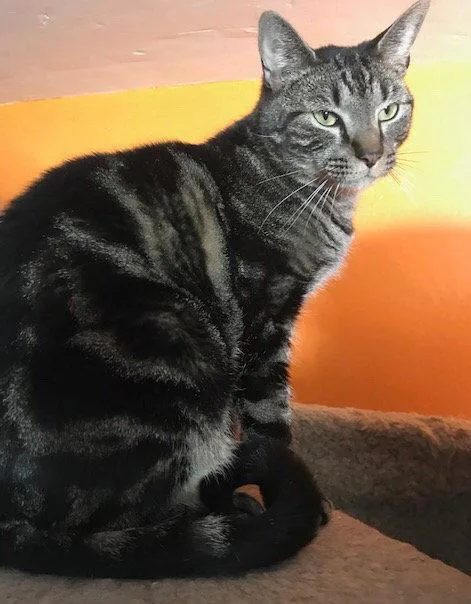 An adult medium-sized male Domestic Short Hair cat named Mason for adoption in Broomall, PA