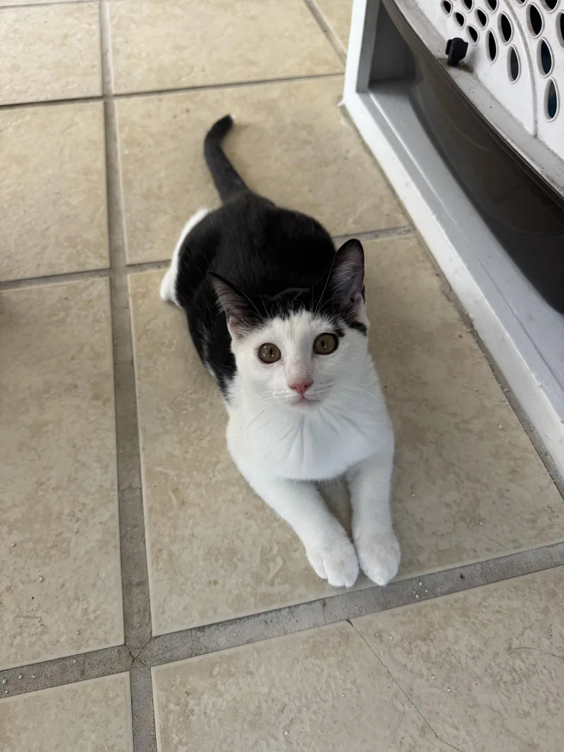 A young small-sized female Black & White / Tuxedo Domestic Short Hair cat named Arundel for adoption in Aurora, CO