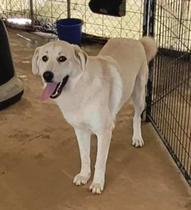 An adult large-sized female Great Pyrenees dog named Abby for adoption in Jamestown, TN