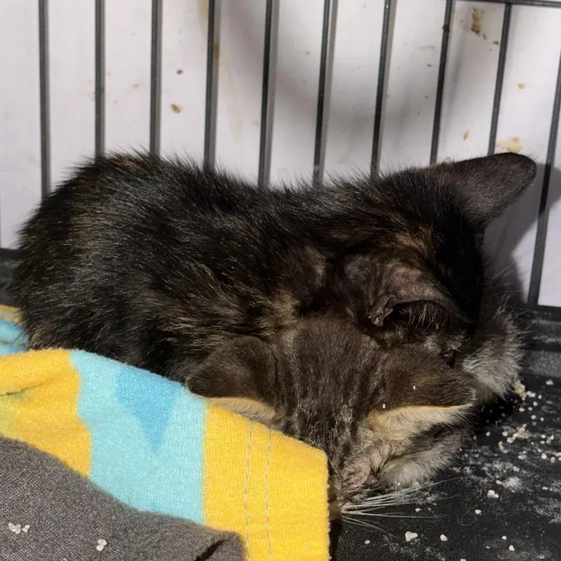 A baby small-sized female Black Domestic Short Hair cat named Berg for adoption in New Orleans, LA