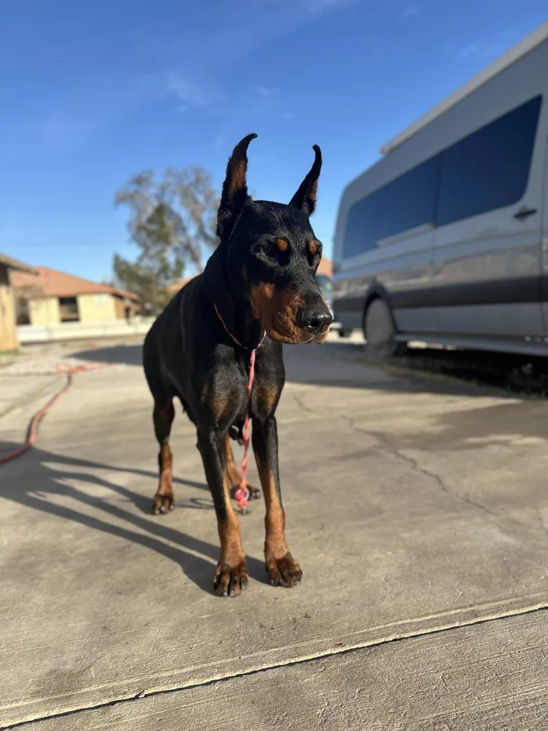 Athena