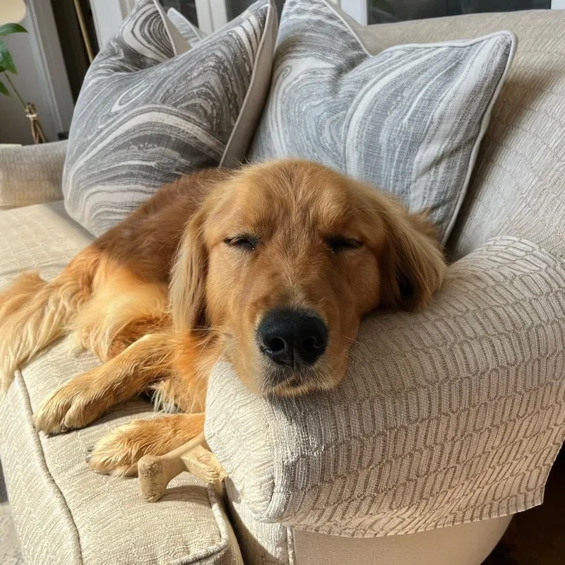 An adult large-sized male Golden Retriever dog named Champ for adoption in New Orleans, LA