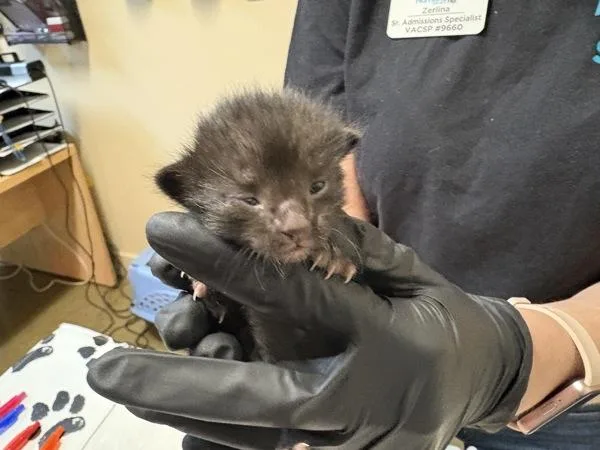 A baby small-sized male Domestic Short Hair cat named Tim Drake for adoption in Oceanside, CA