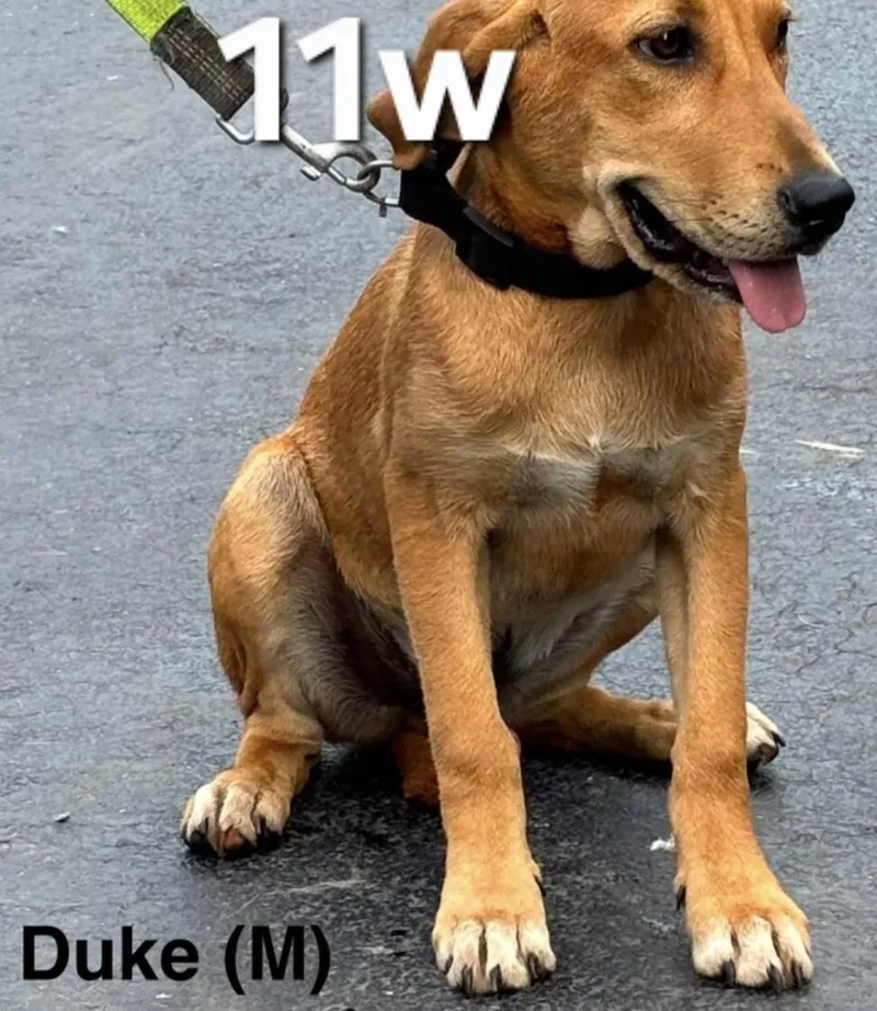 A baby medium-sized male Red / Chestnut / Orange Mixed Breed dog named Dixon for adoption in Parma, OH