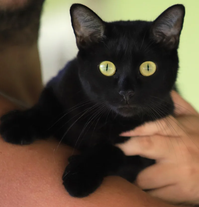 A young medium-sized female Domestic Short Hair cat named Roberta for adoption in North Fort Myers, FL