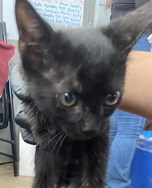 A baby medium-sized male Domestic Short Hair cat named Panini for adoption in Dallas, TX