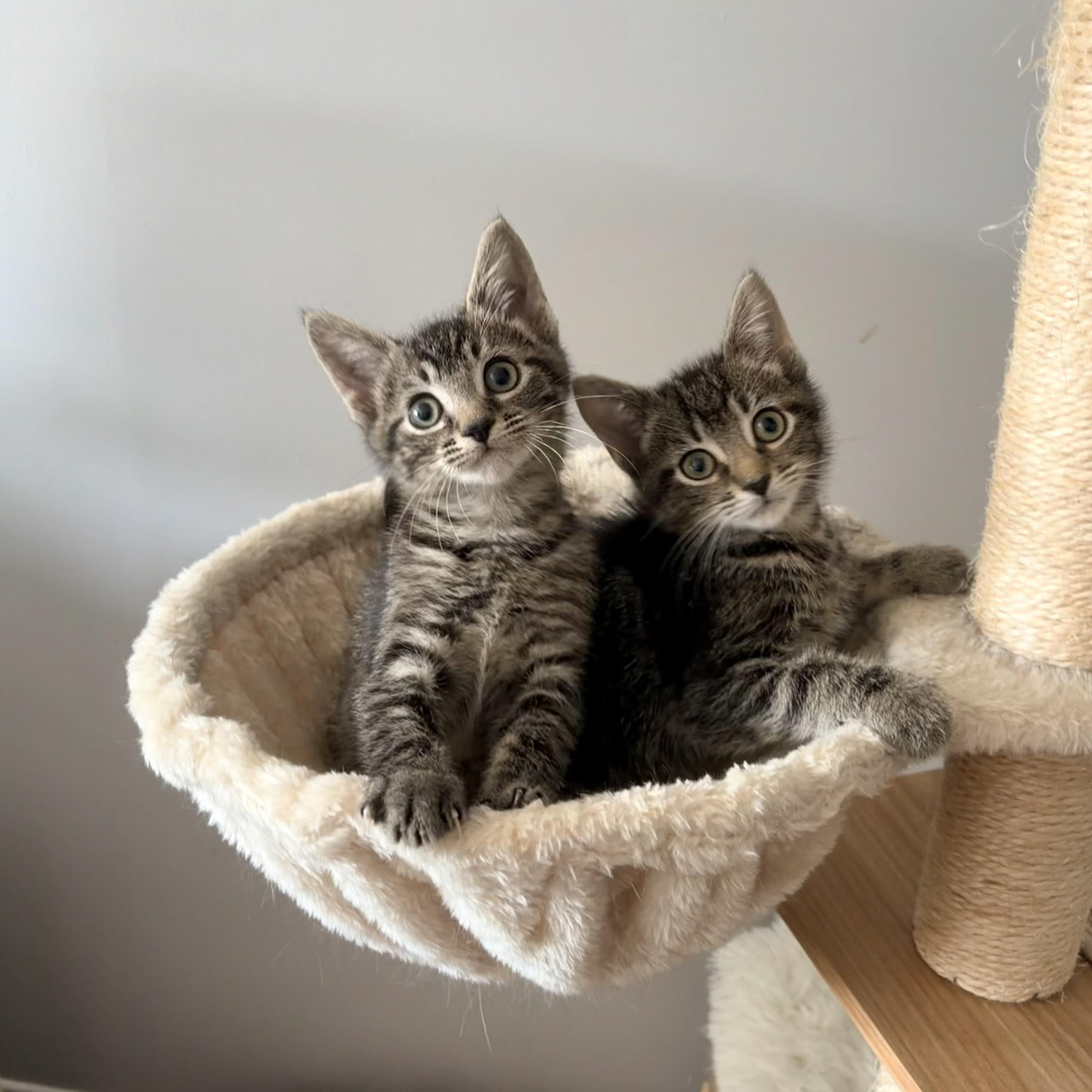 A baby small-sized female Tabby (Brown / Chocolate) Domestic Short Hair cat named Mary Eliza for adoption in Alexandria, VA