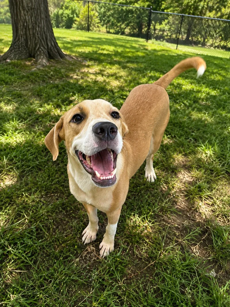 A young large-sized male tan Black Mouth Cur dog named Yuji for adoption