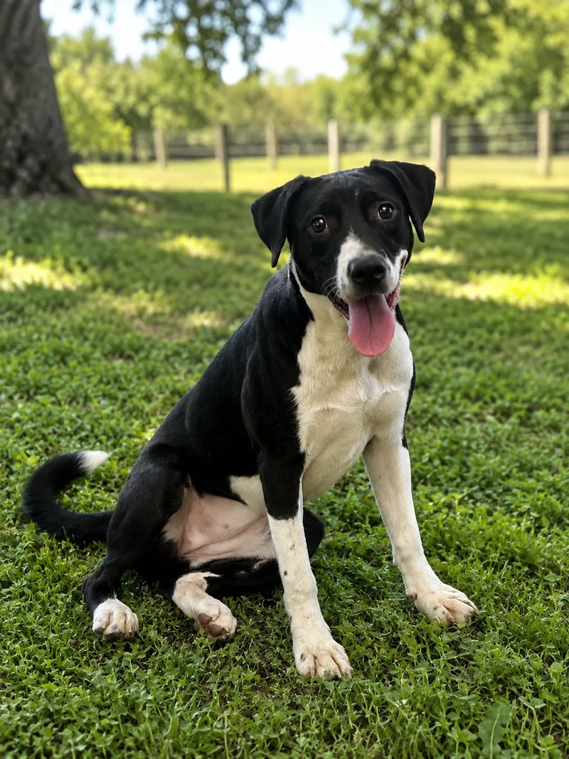 A young medium-sized female Black Mouth Cur dog named Nobara for adoption