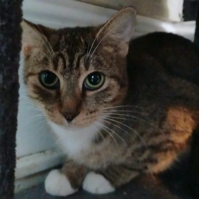 An adult small-sized female Brown / Chocolate Domestic Short Hair cat named Tempurra for adoption in Winchester, VA