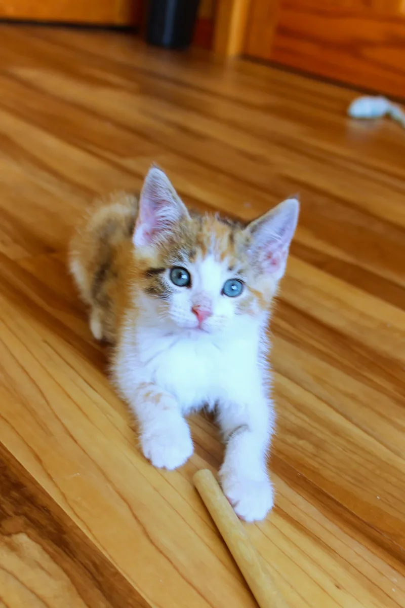 A baby medium-sized female Calico cat named Felicity for adoption in Urbana, OH