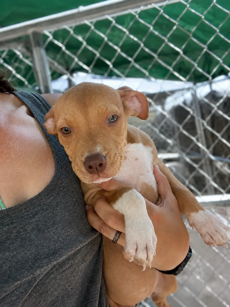 A baby small-sized female Tan Pit Bull Terrier dog named Spot for adoption in Mexia, TX