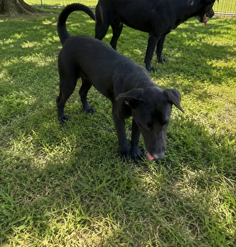 A young medium-sized female Black Border Collie dog named Dancer for adoption