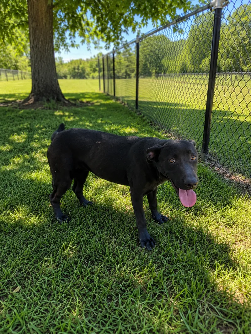 A young medium-sized female Black Border Collie dog named Prancer for adoption