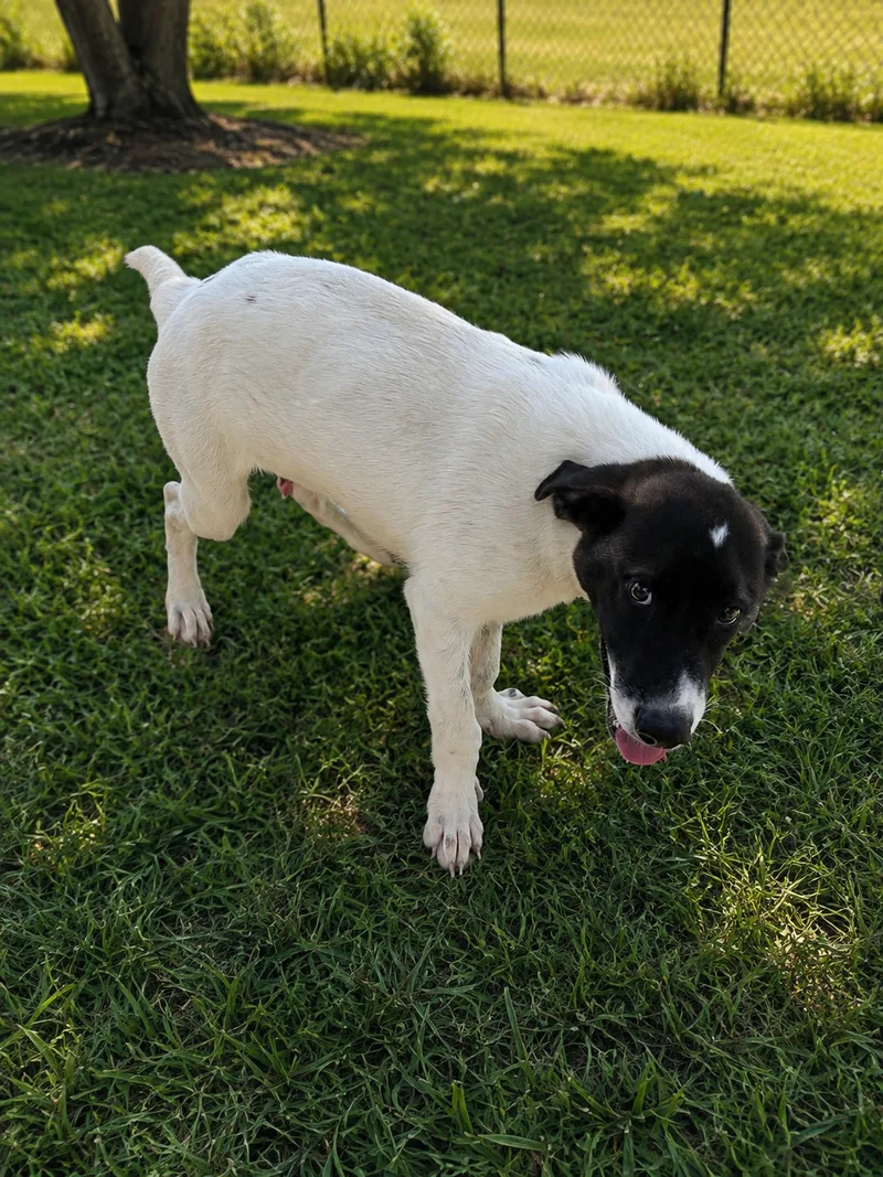 A young medium-sized male White Mixed Breed dog named Chew Barka for adoption