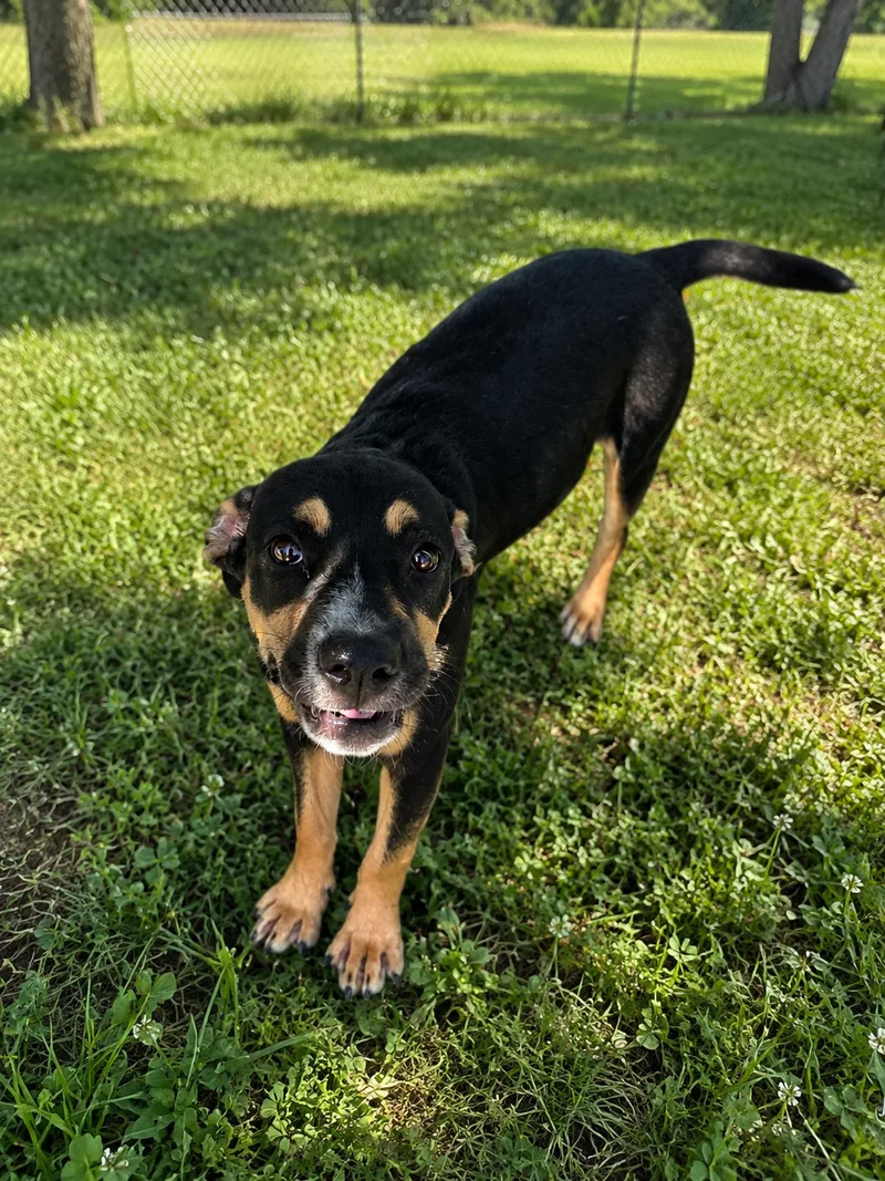 A baby medium-sized male Black Mixed Breed dog named Big Brother for adoption