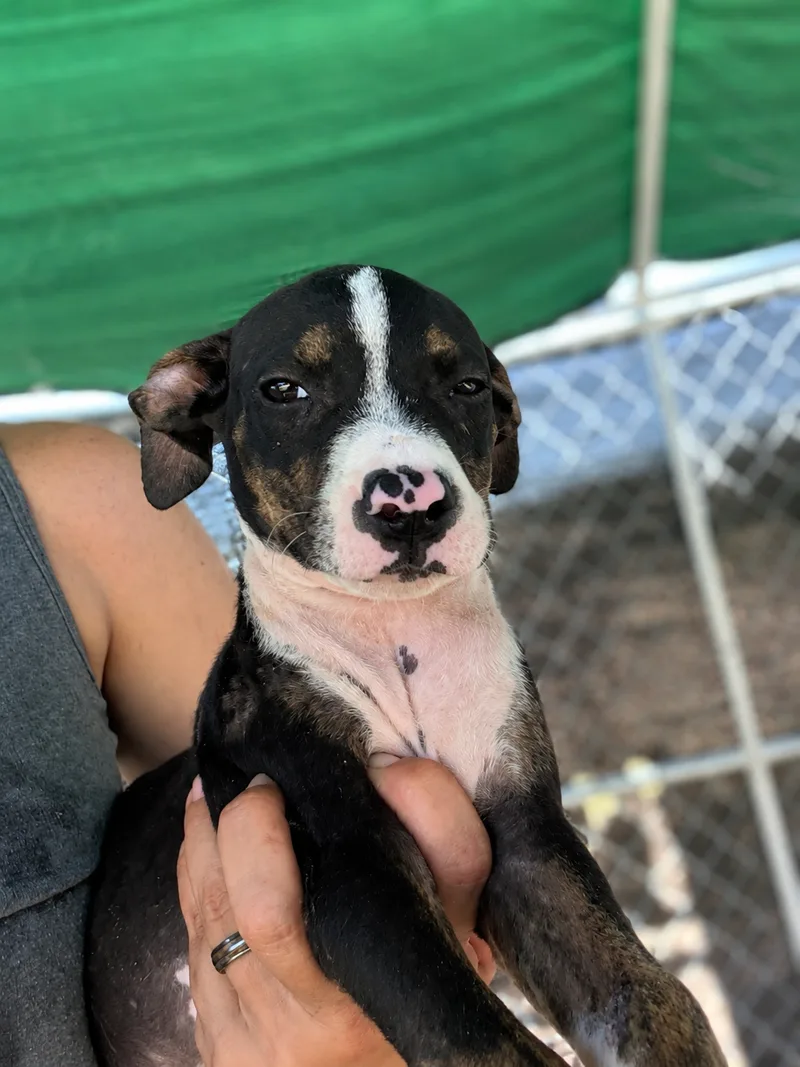 A baby small-sized female Black Pit Bull Terrier dog named Blackie for adoption