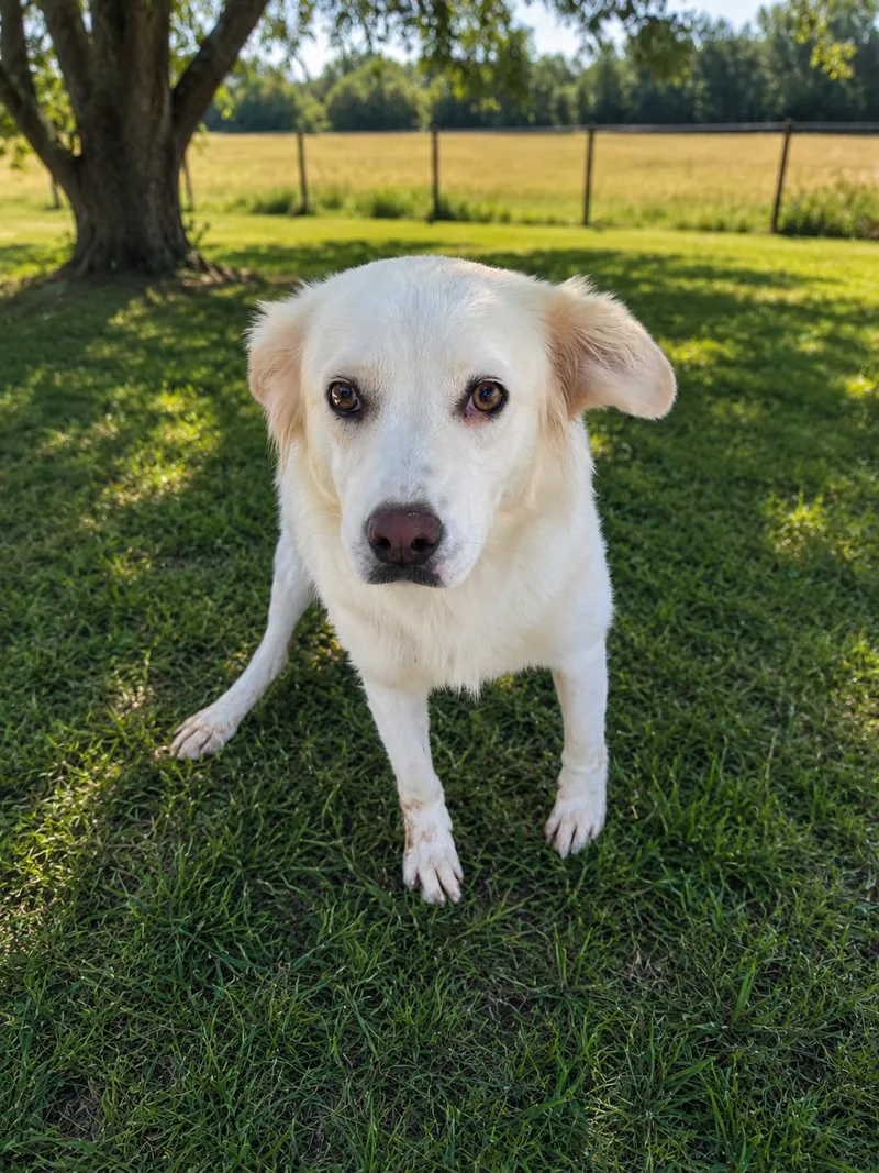 A young medium-sized female White Great Pyrenees dog named Briar for adoption