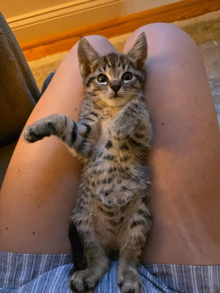 A baby small-sized female Domestic Short Hair cat named Hazel for adoption in Skippack, PA