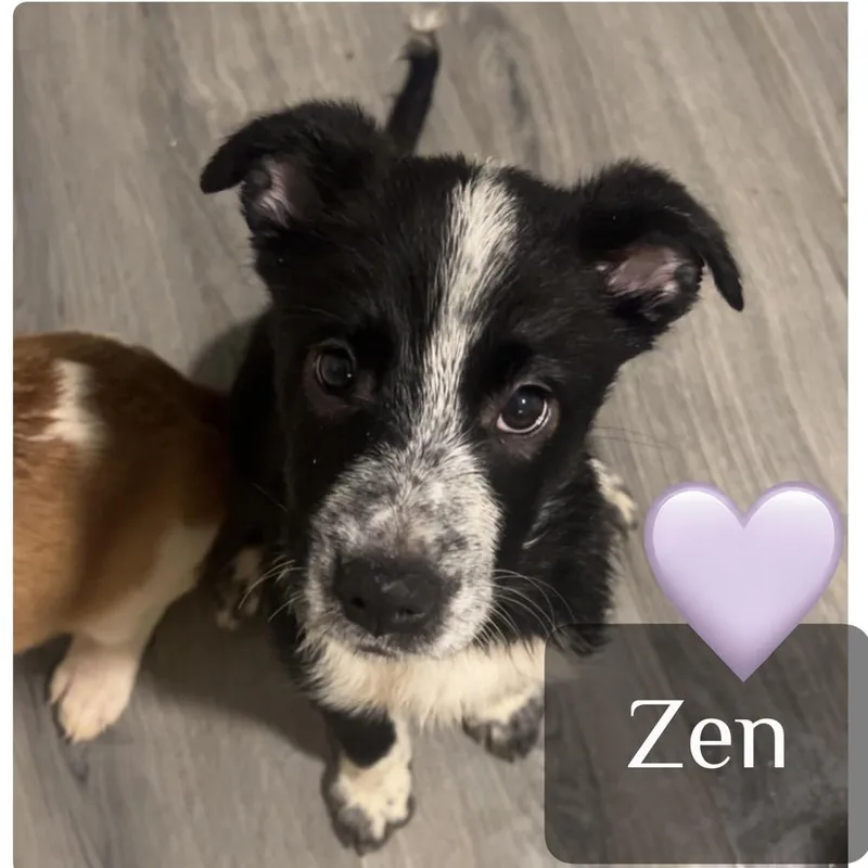 Zen