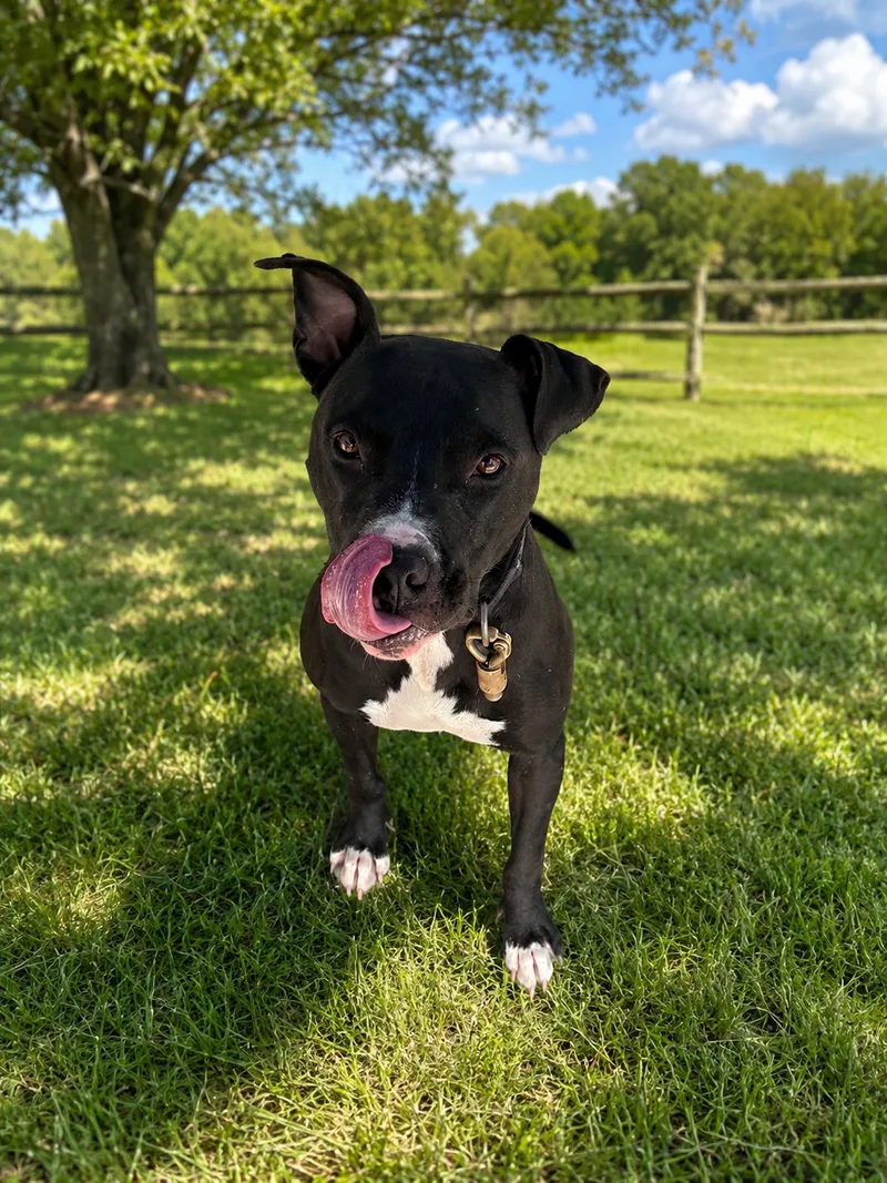 An adult medium-sized male Black Pit Bull Terrier dog named Prince for adoption