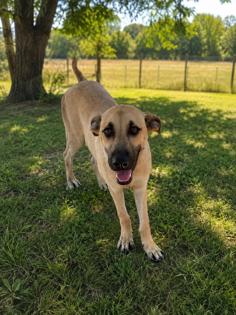 A young large-sized female Tan Shepherd dog named Sasha for adoption