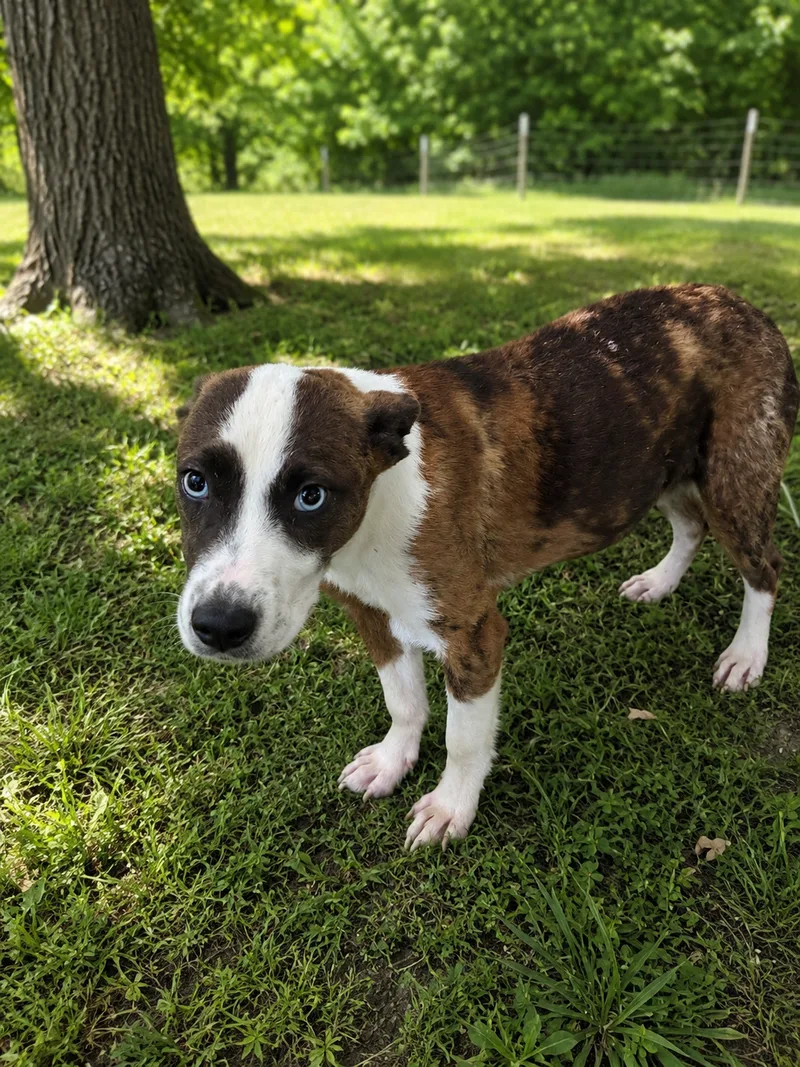 A baby medium-sized male Brown Mixed Breed dog named Alibi for adoption