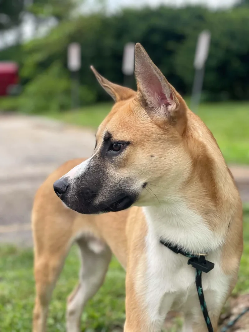 Diego