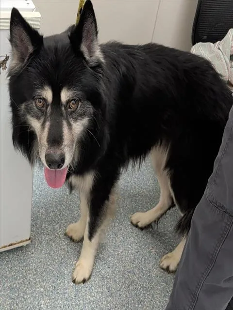 Logan