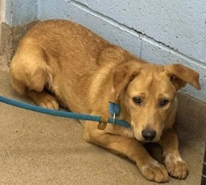 A young medium-sized male Mixed Breed dog named Humberto for adoption in Chamblee, GA