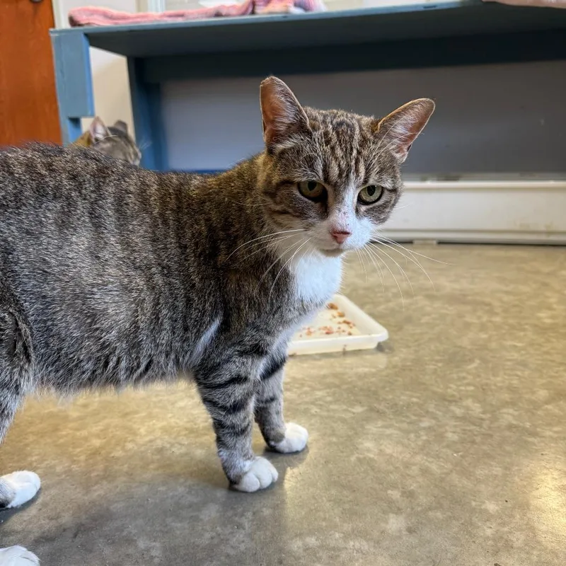 An adult medium-sized female Brown / Chocolate Domestic Short Hair cat named Miss Frickers for adoption in Richmond, IN