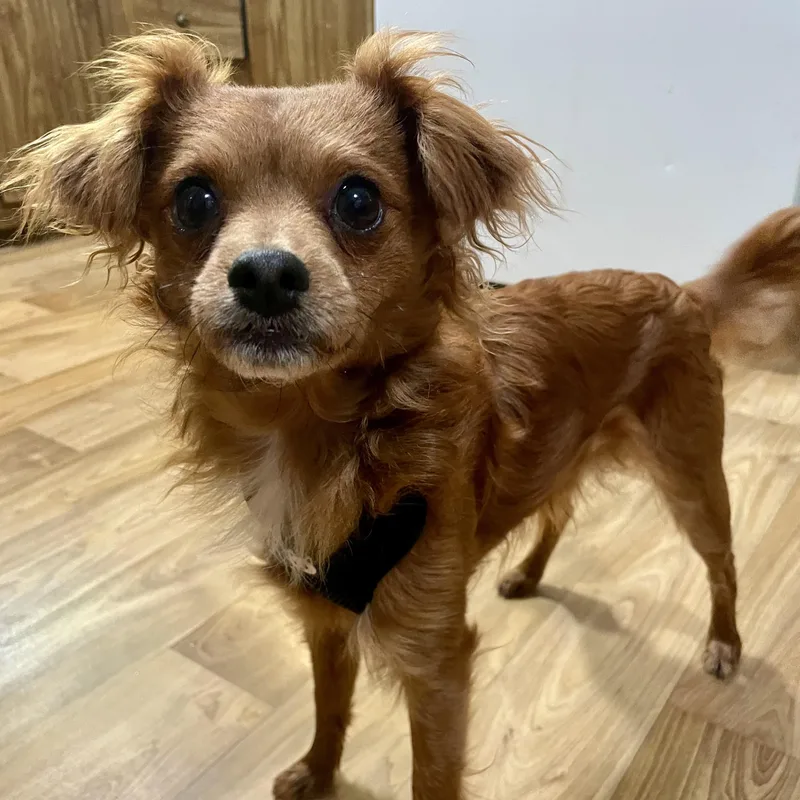 A young small-sized male Red / Chestnut / Orange Papillon dog named Dash for adoption in Sautee Nacoochee, GA