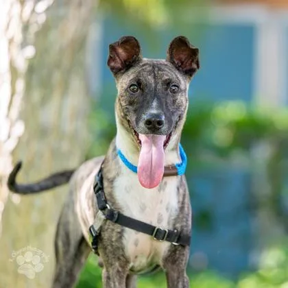 An adult medium-sized male Belgian Shepherd / Malinois dog named Dante for adoption in Honolulu, HI