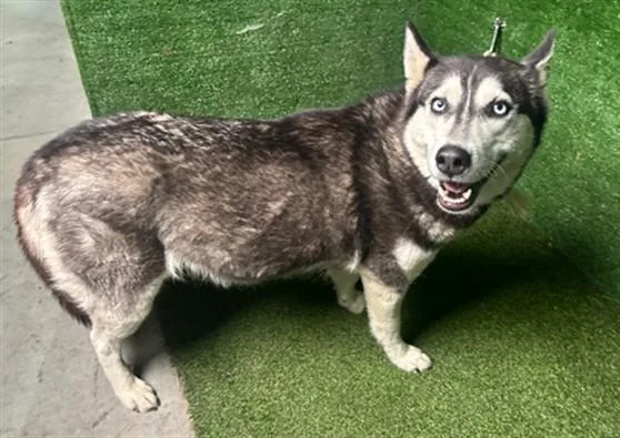 A young medium-sized female Siberian Husky dog named Zara for adoption in Lancaster, CA