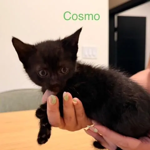 A baby small-sized female Black Domestic Short Hair cat named Cosmo for adoption in Talent, OR