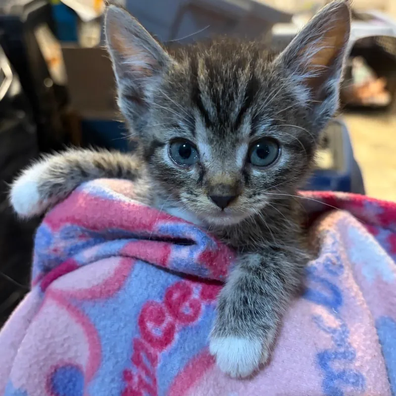 A baby small-sized female Brown / Chocolate Domestic Short Hair cat named Galina for adoption in Waldorf, MD