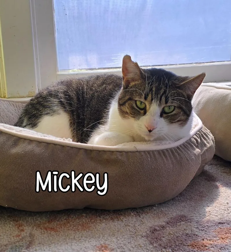 A young medium-sized male Domestic Short Hair cat named Mickey for adoption in Port Clinton, OH