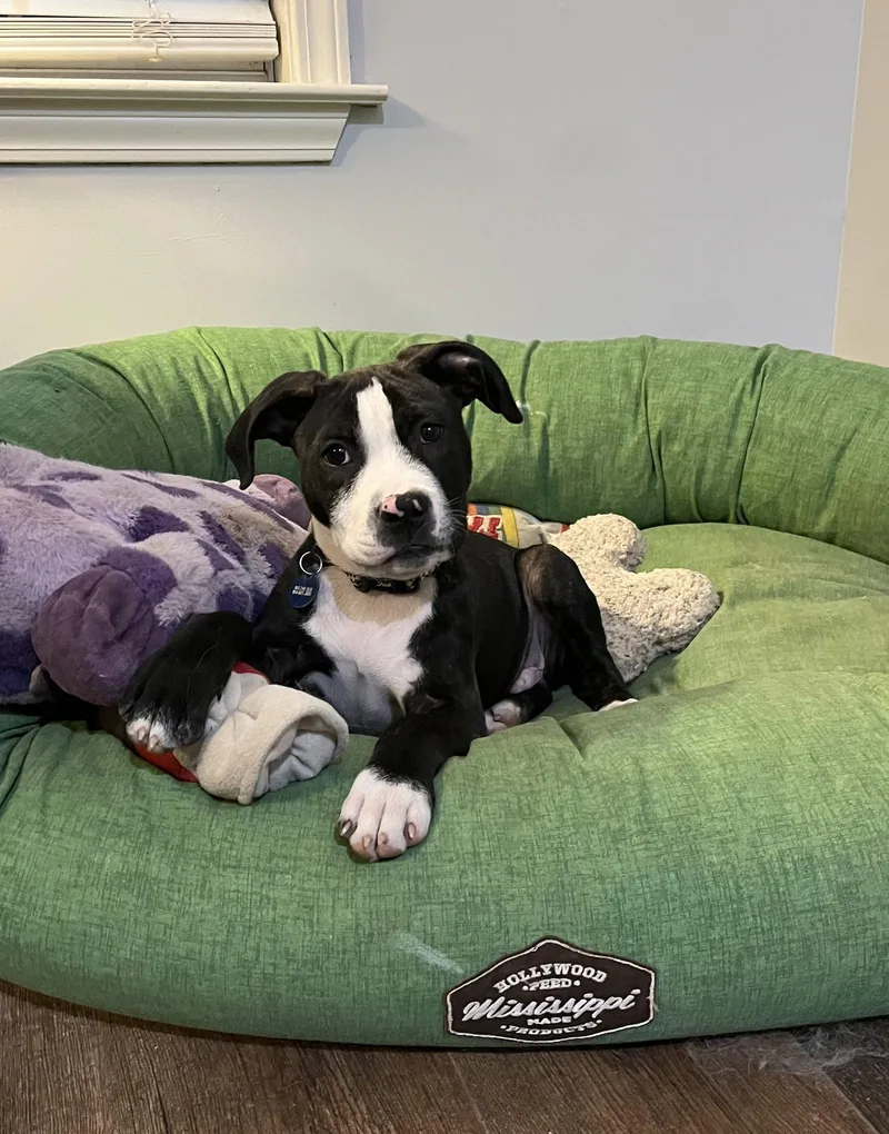 Spencer Reid thumbnail 2