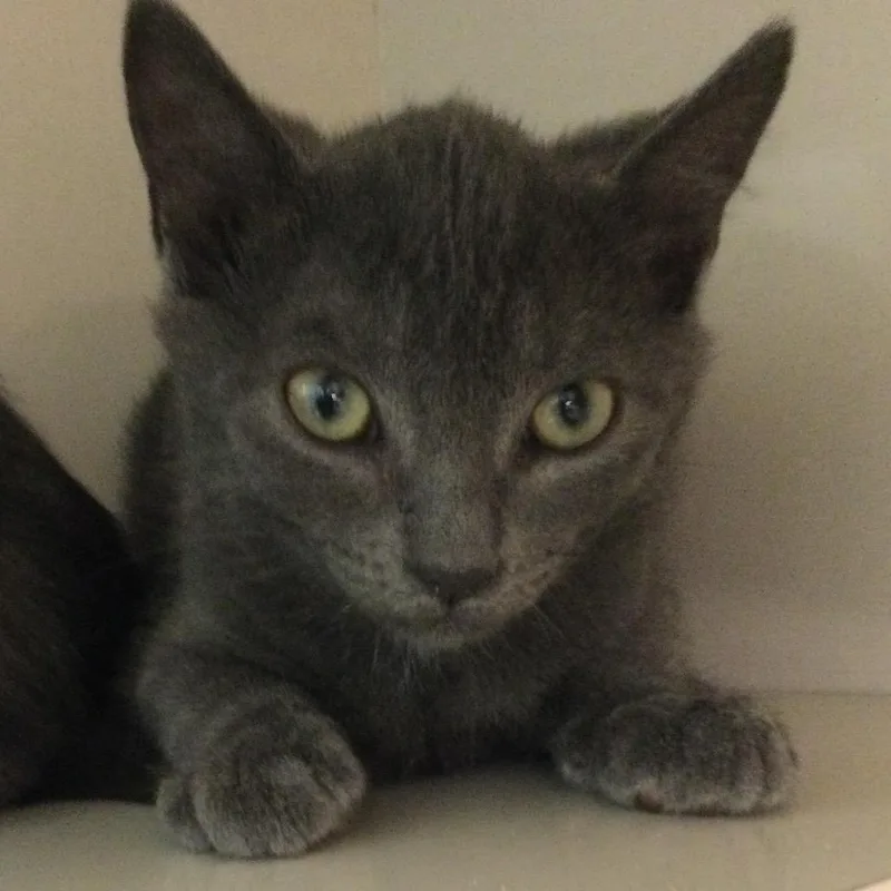 A baby small-sized male Gray / Blue / Silver Domestic Short Hair cat named Basil for adoption in Redwood City, CA