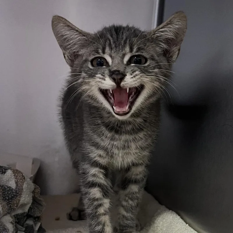 A baby small-sized male Gray / Blue / Silver Domestic Short Hair cat named Hemlock for adoption in Naples, FL