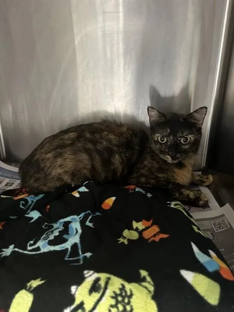 A young medium-sized female Domestic Short Hair cat named Morty The Tortie for adoption in Stockton, CA