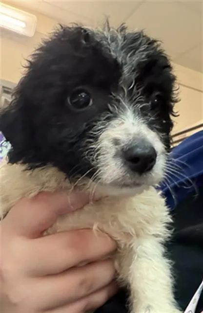 A baby small-sized female Pit Bull Terrier dog named A for adoption in Houston, TX