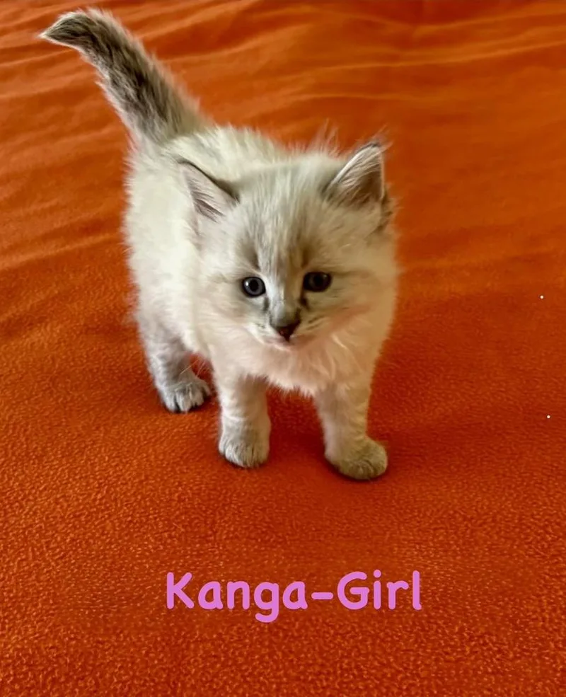 A baby small-sized female Gray & White Domestic Short Hair cat named Kanga for adoption in Telford, PA