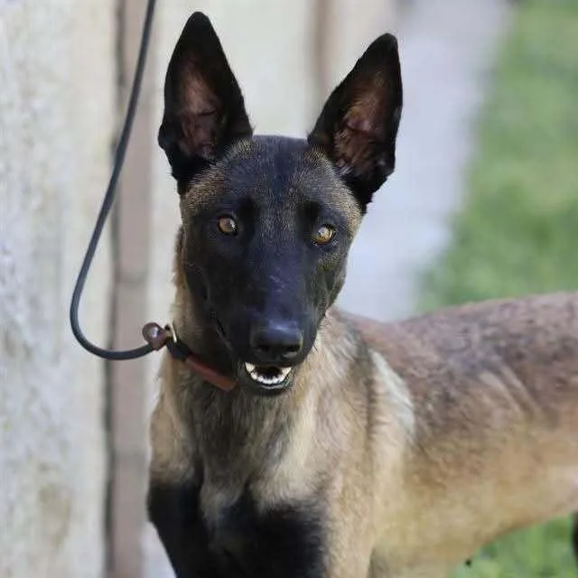 An adult medium-sized female Belgian Shepherd / Malinois dog named Raven Located in for adoption in BELLINGHAM, WA